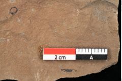 Foto (Detailansicht) von Equisetum ? sp. (NHMW-GEO-2024-0188-0110)